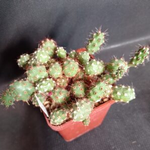 Maihueniopsis ovata