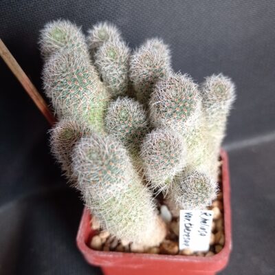 Rebutia heliosa v.theresae