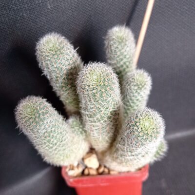 Rebutia heliosa v.theresae - Зображення 2