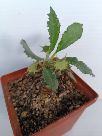 Dorstenia Thailand - Зображення 2