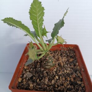 Dorstenia Thailand