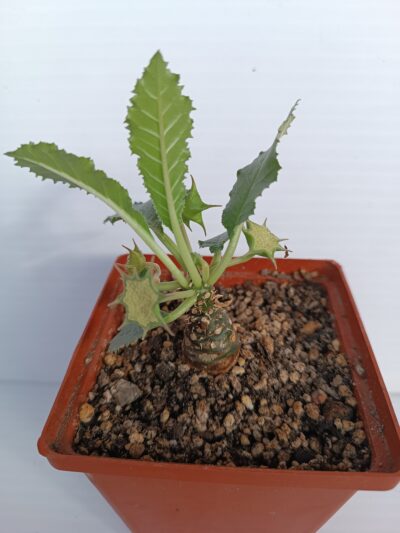 Dorstenia Thailand