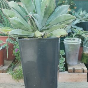 Agave potatorum Cubic