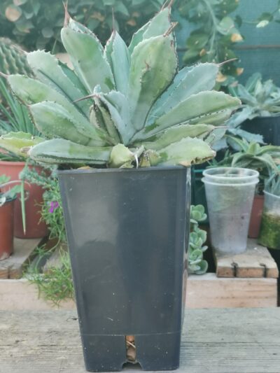 Agave potatorum Cubic
