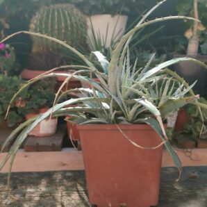 Dyckia spp