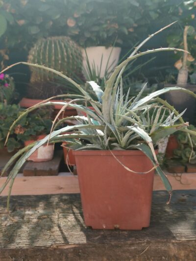 Dyckia spp
