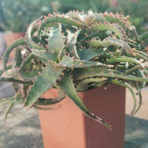 Aloe hibr castilloniae