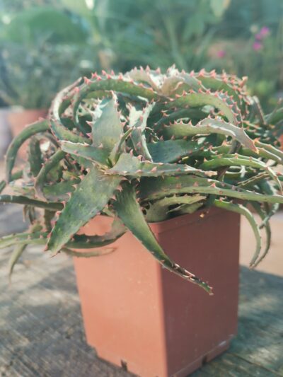 Aloe hibr castilloniae