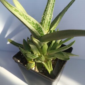 Gastrolea ‘Green Ice’