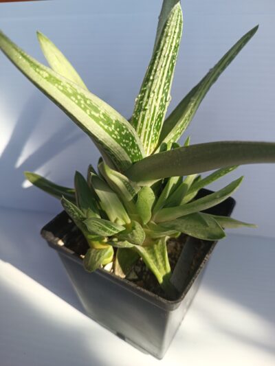 Gastrolea ‘Green Ice’