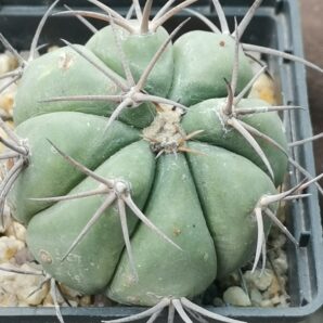 Echinocactus horizonthalonius