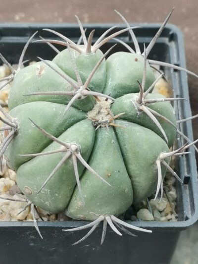 Echinocactus horizonthalonius