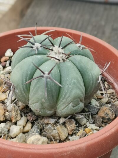 Echinocactus horizonthalonius