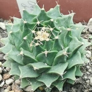 Obregonia denegrii