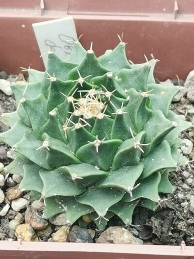 Obregonia denegrii