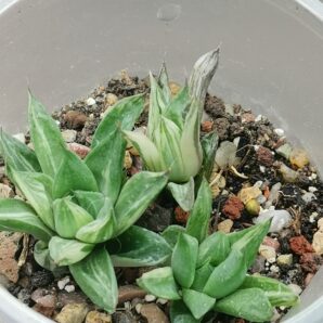 Haworthia cuspidata var