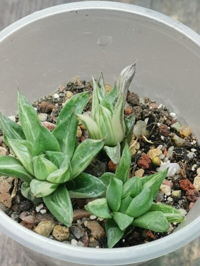 Haworthia cuspidata var