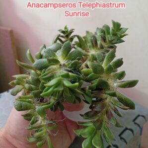 Anacampseros Telephiastrum Variegata Sunrise