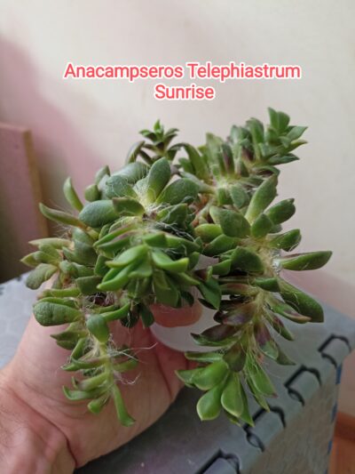 Anacampseros Telephiastrum Variegata Sunrise
