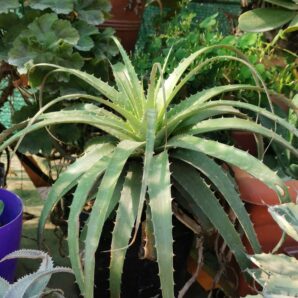 Dyckia spp