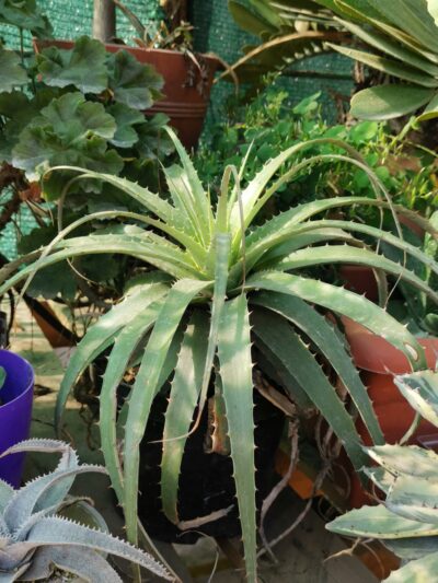 Dyckia spp