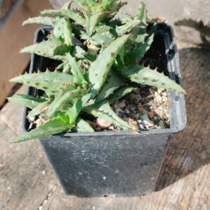 Aloe castilloniae nativ