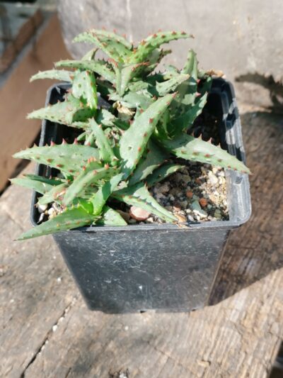 Aloe castilloniae nativ