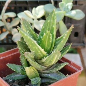 Aloe mitriformis var yellow