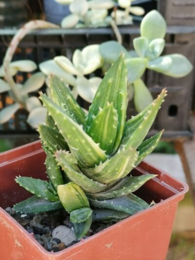 Aloe mitriformis var yellow