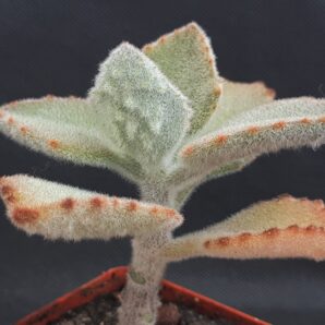 Kalanchoe tomentosa