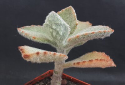 Kalanchoe tomentosa