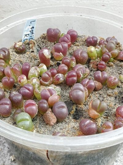 Lithops Optica rubra - Зображення 2