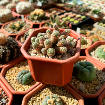 Mammillaria haudeana L 777
