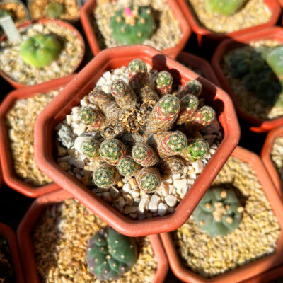 Mammillaria haudeana L 777 - Зображення 2