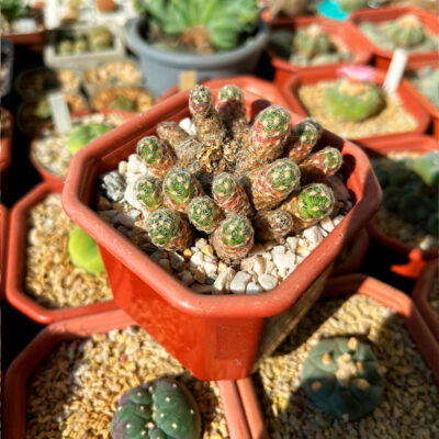 Mammillaria haudeana L 777 - Зображення 3
