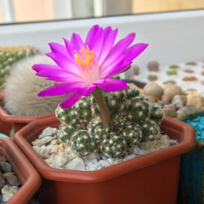 Mammillaria haudeana L 777 - Зображення 4