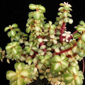 Portulacaria Afra mediopicta зріз 5см