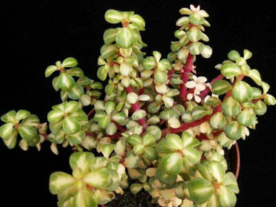 Portulacaria Afra mediopicta зріз 5см