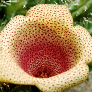Tavaresia meintjesii
