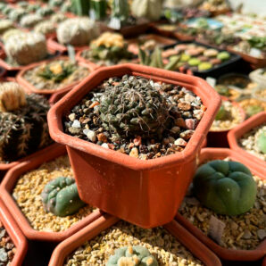 Turbinicarpus bonatzii MK 12.267 | 90