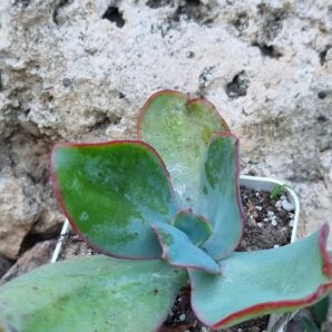 Echeveria Jyulia