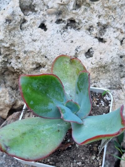 Echeveria Jyulia