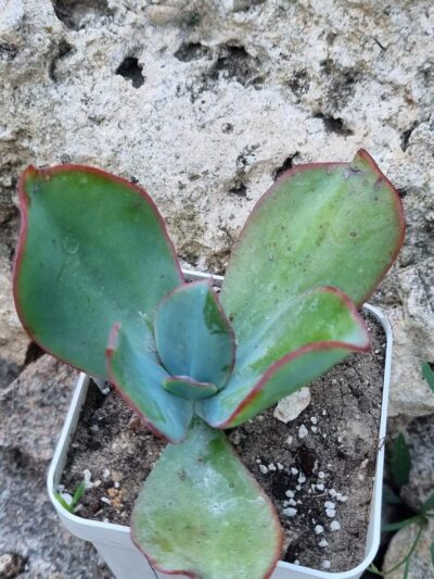 Echeveria Jyulia - Зображення 2