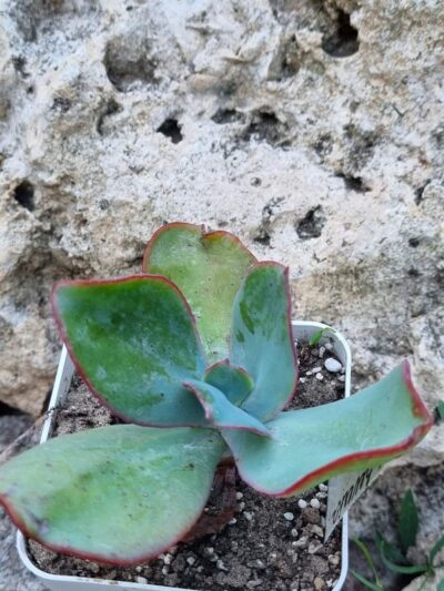 Echeveria Jyulia - Зображення 3