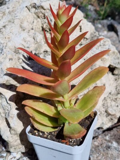 Crassula Capitella Campfire