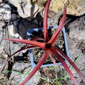 Cryptbergia Rubra Red Burst | 30