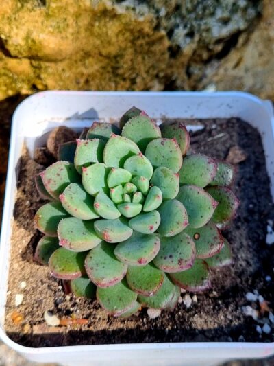 Echeveria - Зображення 2
