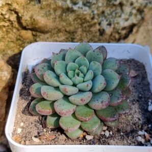 Echeveria