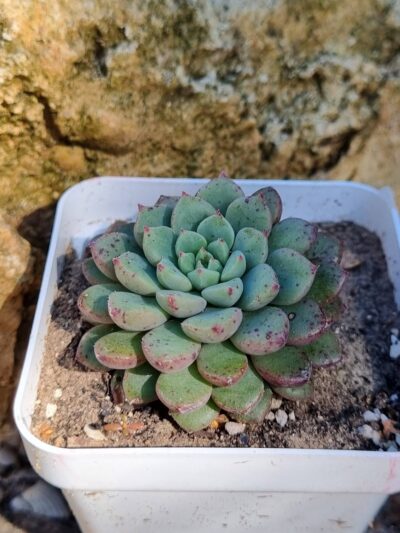 Echeveria