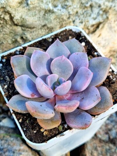 Echeveria Debbie